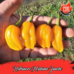Habanero Madame Janette