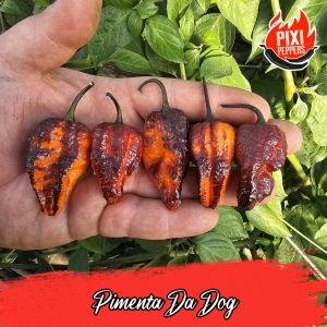 Pimenta Da Dog