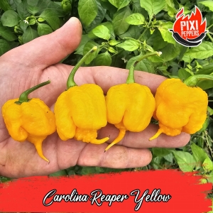 Carolina Reaper Yellow