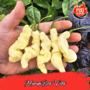 Murupi Boa Vista