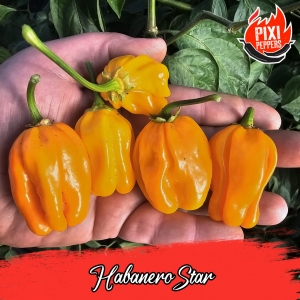 Habanero Star