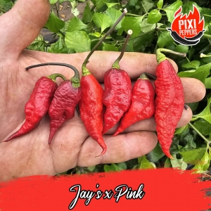 Jay's x Pink