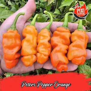 Peters Pepper Orange