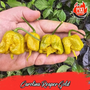 Carolina Reaper Gold