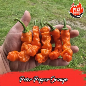Peters Pepper Orange (wersja Long)