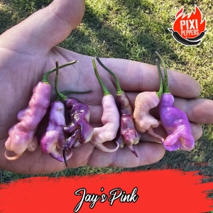 Jay's Pink
