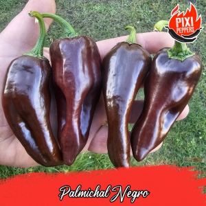 Palmichal Negro