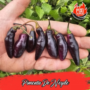 Pimenta De Neyde