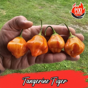Tangerine Tiger