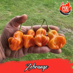 Zebrange