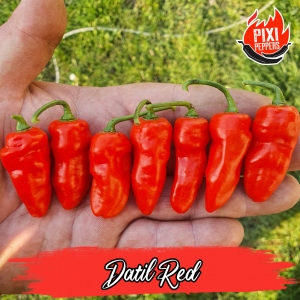 Datil Red