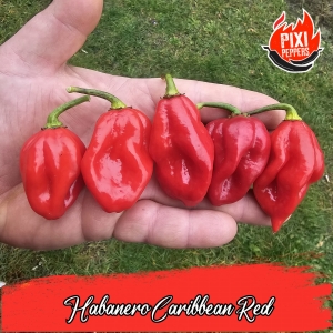 Habanero Caribbean Red