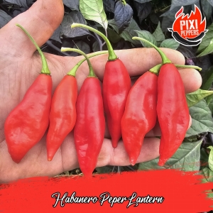 Habanero Peper Lantern