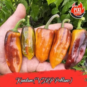 Kandam (VSRP Poblano)