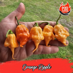 Orange Ripple