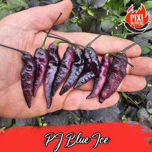 PJ Blue Ice