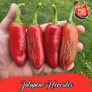 Jalapeno Hercules