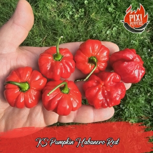 KS Pumpkin habanero red