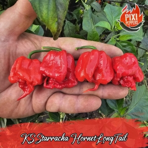 KS Starracha Hornet Long Tail