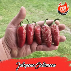 Jalapeno Chichimeca