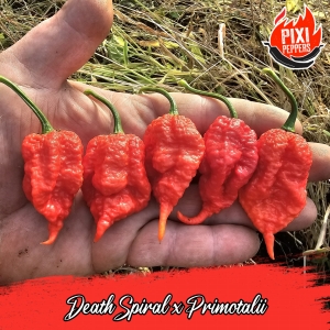 Death Spiral x Primotalii