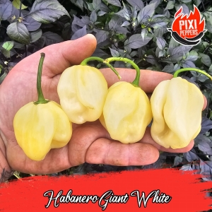 Habanero Giant White