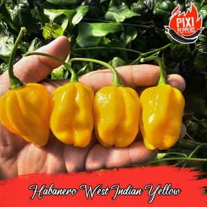 Habanero West Indian Yellow
