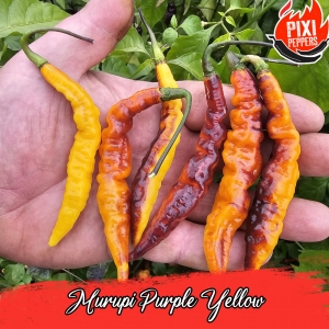 Marupi Purple Yellow