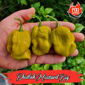 Bhutlah Mustard Big