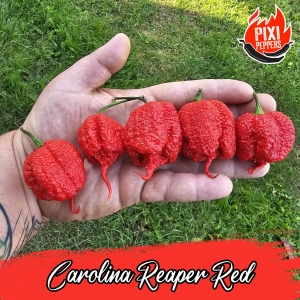 Carolina Reaper Red