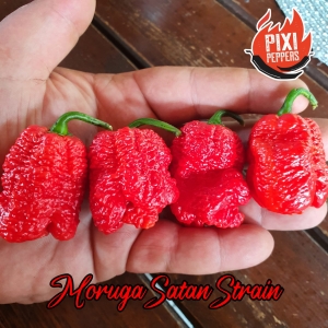 Moruga Satan Strain