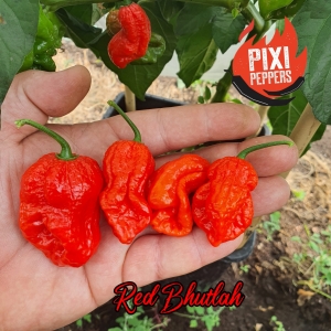 Bhutlah Red