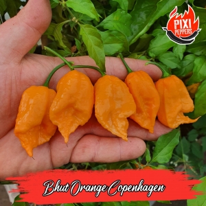 Bhut Orange Copenhagen
